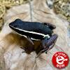 Spot Legged Poison Dart Frog - (CB21) Adult Female 3cm