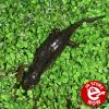 Alpine Newt - (CB) Adult Female *Not for outdoor ponds*