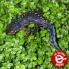 Alpine Newt - (CB) Adult Male *Not for outdoor ponds*