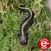Italian Crested Newt - (CB22) Juvenile 5-6cm *Not for outdoor ponds*