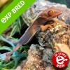 Palm Gecko - CB Sub Adult (March '22) 10cm