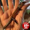 True Fire Skink - (LTC) Juvenile/Sub Adult