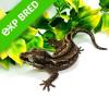 Gargoyle Gecko - Striped (CB22) Sub Adult FEMALE No.9