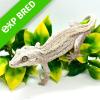 Gargoyle Gecko - Striped (CB22) Sub Adult MALE No.2