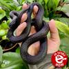 Mexican Black Kingsnake - (CB20) FEMALE Juvenile No.1