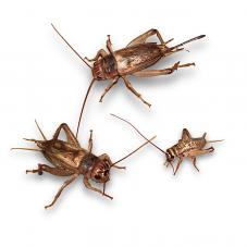 Live Silent Brown Crickets (Gryllus assimilis)