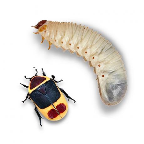 Live Fruit Beetle Grubs