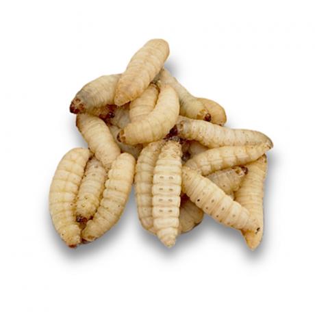 Live Waxworms - Galleria mellonella