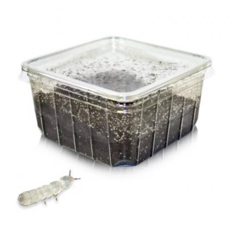 Live Springtail Cultures
