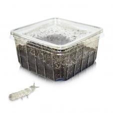 Live Springtail Cultures (Collembola sp.)