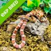 Corn Snake - Hypo het snow, ultra (CB 01/08/22) Yearling MALE No.41