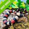 Pueblan Milk Snake - Normal (CB 20/07/22) Yearling FEMALE No.1