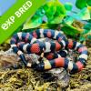 Pueblan Milk Snake - Normal (CB 21/07/22) Yearling MALE No.4