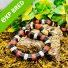 Pueblan Milk Snake - Normal (CB 20/07/22) Yearling FEMALE No.6