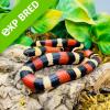 Pueblan Milk Snake - Normal (CB 21/07/22) Yearling FEMALE No.7