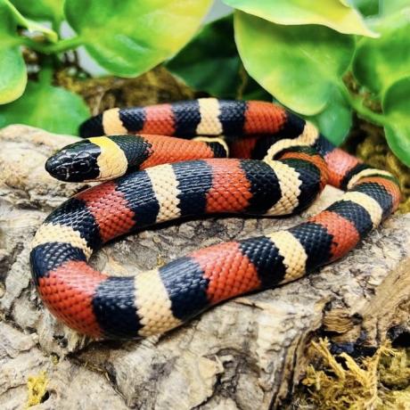 Pueblan Milk Snake