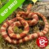 Corn Snake - Amel (CB21) Yearling MALE No.50