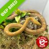 Corn Snake - Golddust het amel, hypo (CB21) MALE No.60