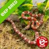 Corn Snake - Miami (CB22) Yearling FEMALE No.47