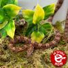 Corn Snake - Carolina (CB22) Yearling MALE No.62