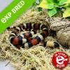 Pueblan Milk Snake - Normal (CB 20/07/22) Yearling FEMALE No.3