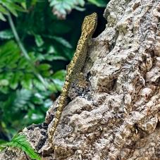 Mourning Gecko (Lepidodactylus lugubris)