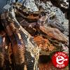Common Boa Constrictor - Sonoran Leopard Boa (CB18) MALE - COLLECTION ONLY
