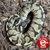 Royal Python or Ball Python - Yellow Belly (CB23) FEMALE No.02