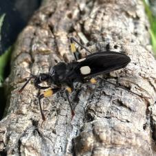 Assassin Bug (Various species)