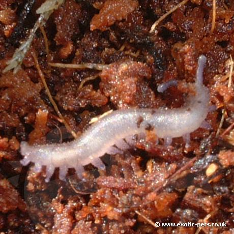 Newly born Velvet Worm