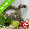 Brooks King Snake - Normal (CB 18/08/21) MALE - SHOP02