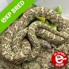 Brooks King Snake - Hypo Line (CB 28/07/21) SHOP01