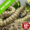 Brooks King Snake - Hypo Line (CB 26/07/21) SHOP03