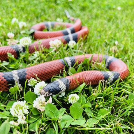 Nelsons Milk Snake