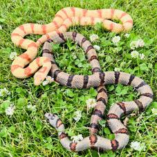 Variable Kingsnake (Lampropeltis mexicana thayeri)