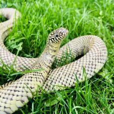 Brooks King Snake