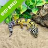 Leopard Gecko - High Yellow (CB22) MALE Sub Adult No.3