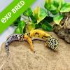 Leopard Gecko - Jungle High Yellow (CB22) FEMALE Sub Adult No.4