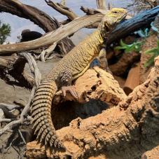 Moroccan Uromastyx (Uromastyx acanthinura nigriventris)