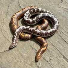 Kenyan Sand Boa (Gongylophis colubrinus)