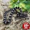 Corn Snake - Anery (CB 27/06/23) Hatchling FEMALE No.04