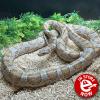 Corn Snake - Ghost (CB'10) Adult Male