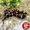 Pueblan Milk Snake - Normal (CB 22/06/23) Hatchling FEMALE No.10