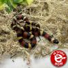 Pueblan Milk Snake - Normal (CB 22/06/23) Hatchling MALE No.08