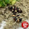 Pueblan Milk Snake - Normal (CB 23/06/23) Hatchling MALE No.09
