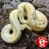 Royal Python or Ball Python - Enchi Pastel Champagne (CB20) FEMALE