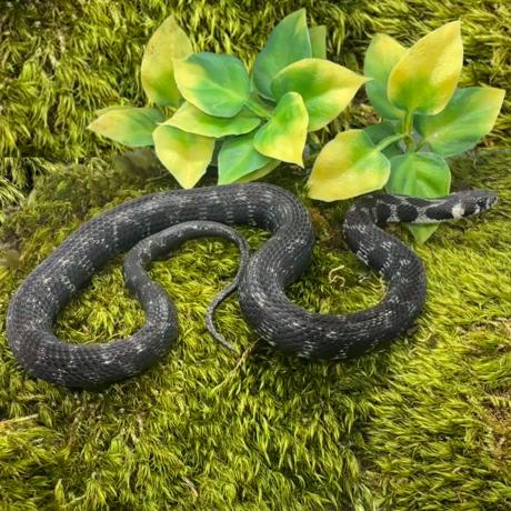 Milos Island Grass Snake