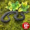Milos Island Grass Snake - (CB'21) Sub Adult 