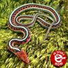 California Red Sided Garter Snake - California Red Sided Garter Snake (CB 04/06/23) Juveniles, can be sexed.