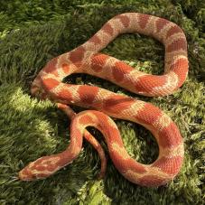 Corn Snake (Pantherophis guttatus)